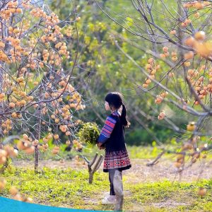 TOUR HCM - HÀ NỘI CITY - VÒNG CUNG TÂY BẮC 6N5Đ 55 tour du lich moc chau the sinh tourism the sinh tourist 061 20240520 174436