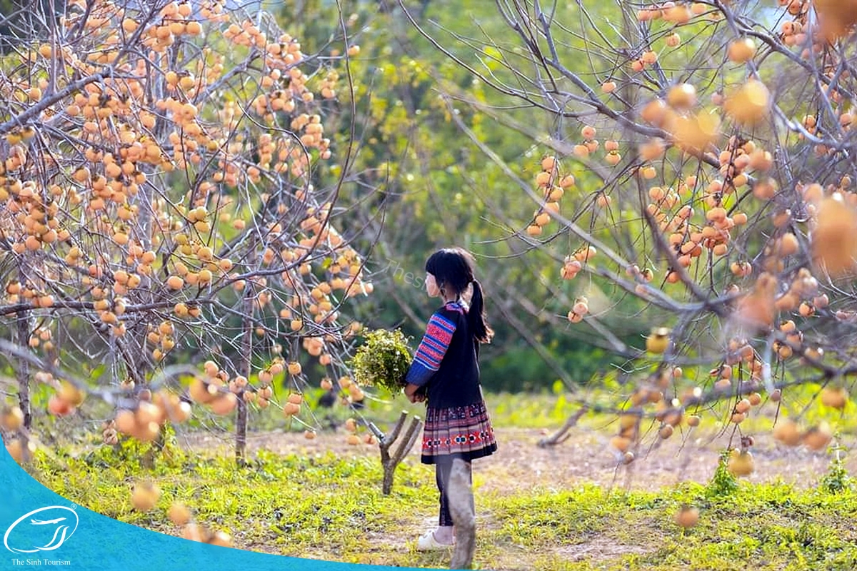 tour-du-lich-moc-chau-the-sinh-tourism-the-sinh-tourist-061-20240520-174436 tour du lich moc chau the sinh tourism the sinh tourist 061 20240520 174436