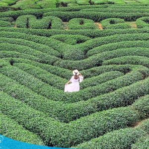 Du lịch Mộc Châu cùng thesinh.vn