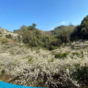 TOUR HCM - HÀ NỘI CITY - VÒNG CUNG TÂY BẮC 6N5Đ 52 tour du lich moc chau the sinh tourism the sinh tourist 077 20240520 174437
