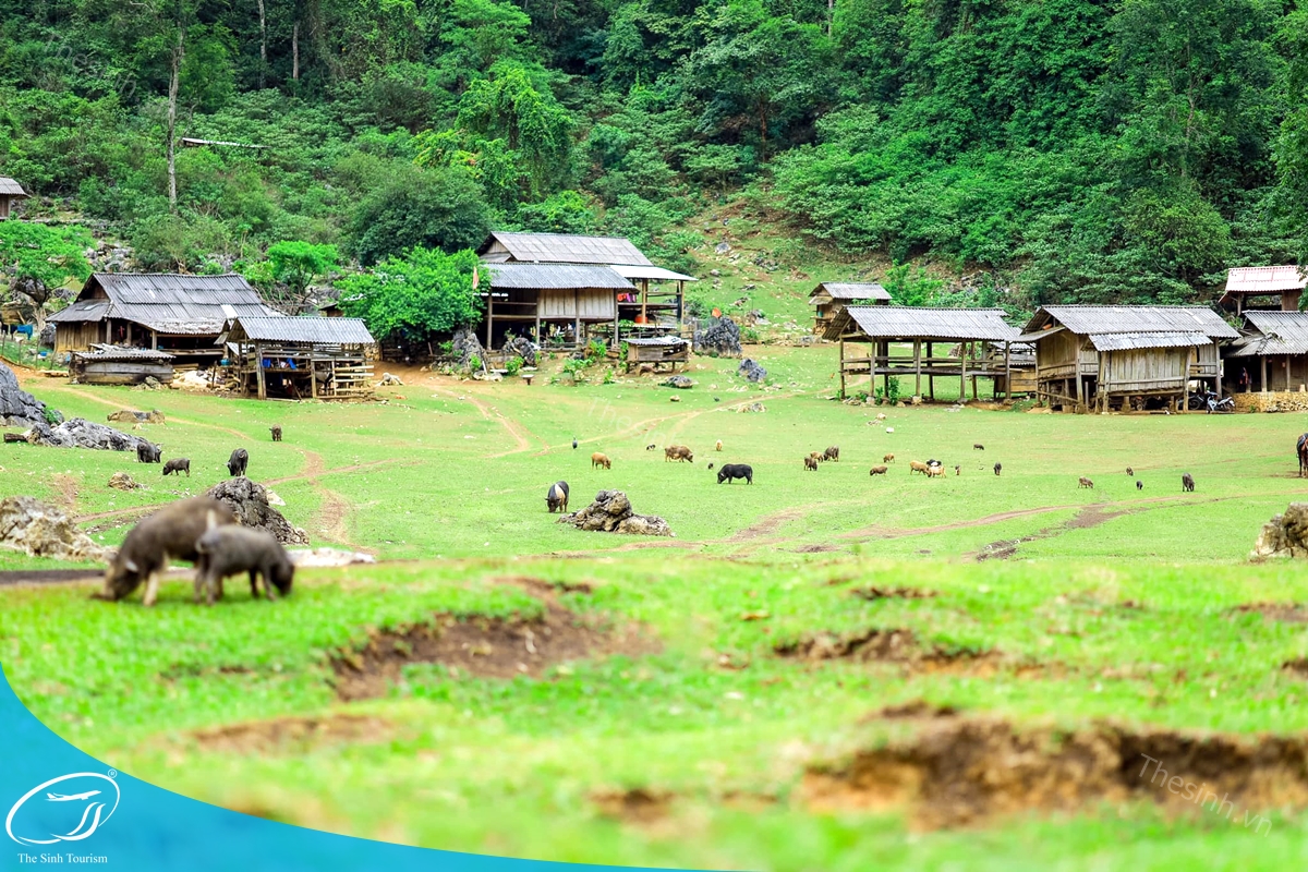 tour-du-lich-moc-chau-the-sinh-tourism-the-sinh-tourist-086-20240520-174438 tour du lich moc chau the sinh tourism the sinh tourist 086 20240520 174438