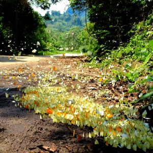 tour du lich ninh binh vuon quoc gia cuc phuong the sinh tourist sinh cafe travel the sinh tourist 009 20251227