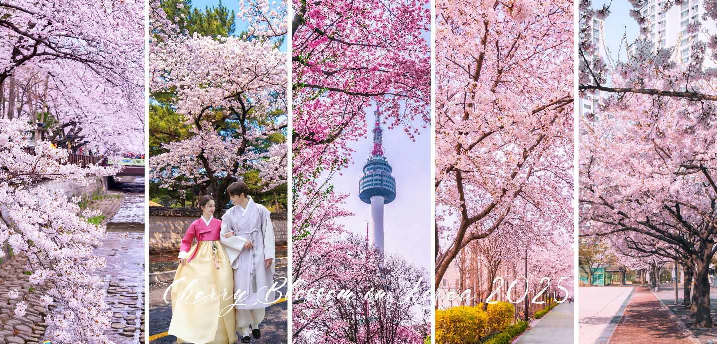 Hà Nội - Hàn Quốc 5N4Đ ( SEOUL - NAMI - EVERLAND - CÔNG VIÊN YEOUIDO - RỪNG SEOUL) 1 1 2