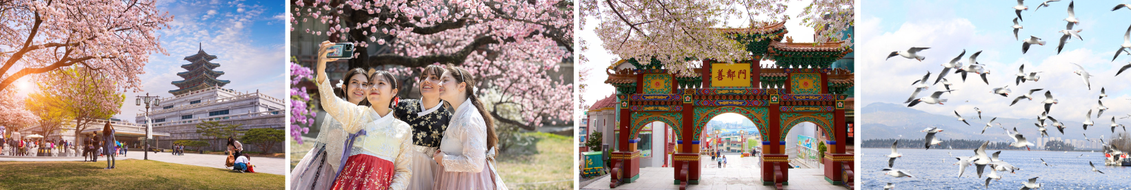 Hà Nội - Hàn Quốc 6N5Đ ( BUSAN - SEOUL - ĐẢO NAMI - INCHEON - NGẮM HOA ANH ĐÀO) 5 5 1