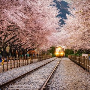 Hà Nội - Hàn Quốc ( BUSAN – GYEONGJU – SEOUL – ĐẢO NAMI – TÀU ĐIỆN – NGẮM HOA ANH ĐÀO)