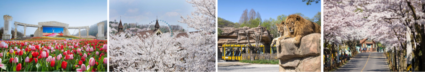 Hà Nội - Hàn Quốc 5N4Đ ( SEOUL-NAMI- EVERLAND –CÔNG VIÊN YEOUIDO) 3 C 2