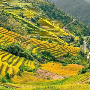 Kinh nghiệm du lịch Mộc Châu từ A–Z: Lịch trình, điểm đến đẹp nhất 26 MÙ CANG CHẢI - ĐỒI CHÈ THANH SƠN 2 NGÀY 1 ĐÊM