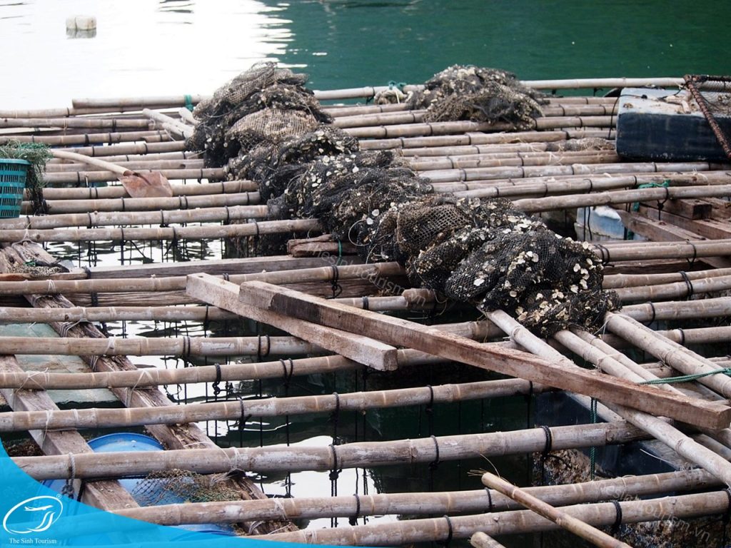 tour du lich cat ba du lich dao cat ba lang chai the sinh tourist sinh cafe travel 005 20240919