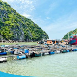 tour du lich cat ba du lich dao cat ba vinh lan ha the sinh tourist sinh cafe travel lan ha bay 1 20240919 103701