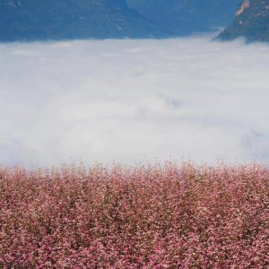 tour du lich ha giang the sinh tourist thesinhvn sinh cafe travel 006 20251101