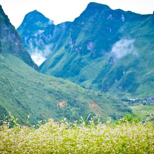 tour du lich ha giang the sinh tourist thesinhvn sinh cafe travel 011 20251101