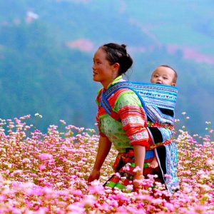 tour du lich ha giang the sinh tourist thesinhvn sinh cafe travel 018 20251101