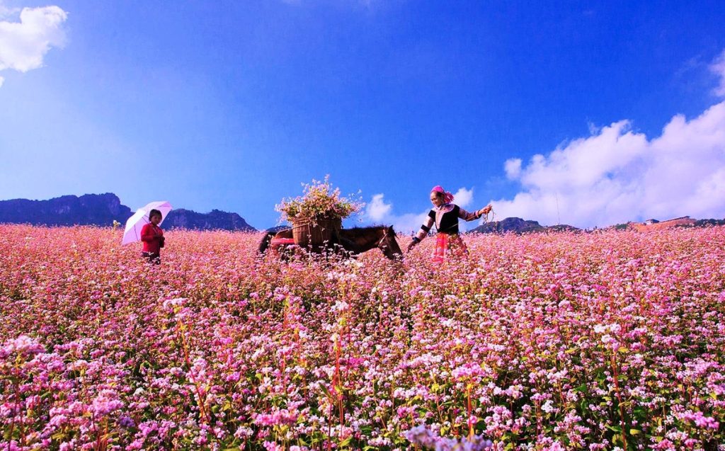Ảnh sưu tầm - Đi tour Hà Giang 4 ngày 3 đêm