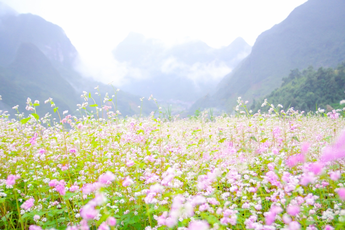 Du lịch Hà Giang tháng 10 – Mùa hoa tam giác mạch nở rộ 13 Ảnh sưu tầm - Tour Hà Giang mùa hoa tam giác mạch