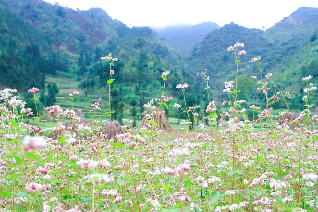 tour du lich ha giang the sinh tourist thesinhvn sinh cafe travel 021 20251101