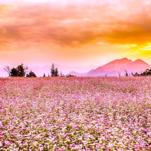 tour du lich ha giang the sinh tourist thesinhvn sinh cafe travel 022 20251101