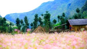 Ảnh sưu tầm - Tour Hà Giang 4 ngày 3 đêm từ TP.HCM