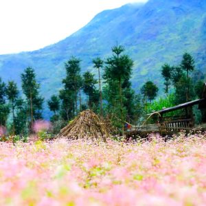 tour du lich ha giang the sinh tourist thesinhvn sinh cafe travel 028 20251101