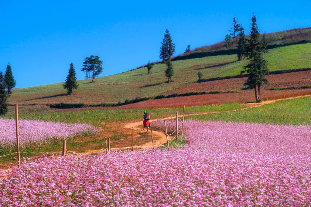 Ảnh sưu tầm - Du lịch Hà Giang