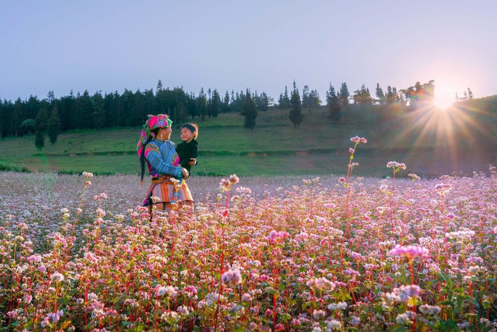 Ảnh sưu tầm - Mùa hoa tam giác mạch Hà Giang