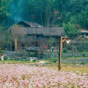tour du lich ha giang the sinh tourist thesinhvn sinh cafe travel 031 20251101