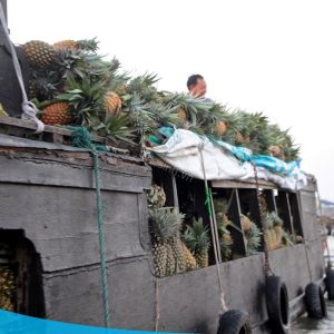 TOUR MIỀN TÂY 3 NGÀY 2 ĐÊM 16 tour du lich can tho cho noi cai rang the sinh tourist 001