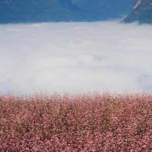 tour du lich ha giang the sinh tourist thesinhvn sinh cafe travel 006 20251101