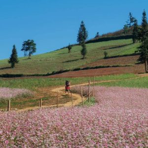 Tour Sapa - Hà Giang 4 Ngày 4 Đêm