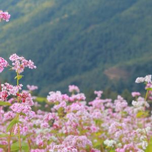 tour du lich ha giang the sinh tourist thesinhvn sinh cafe travel 026 20251101