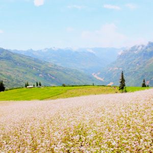tour du lich ha giang the sinh tourist thesinhvn sinh cafe travel 027 20251101